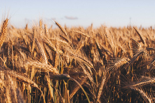 Should I switch to einkorn wheat?