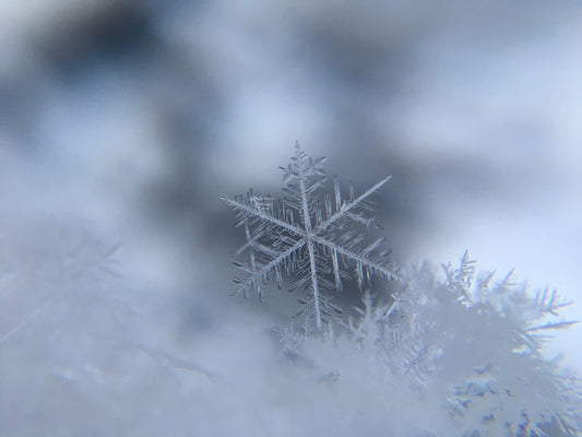 Wylde about....Freezing.