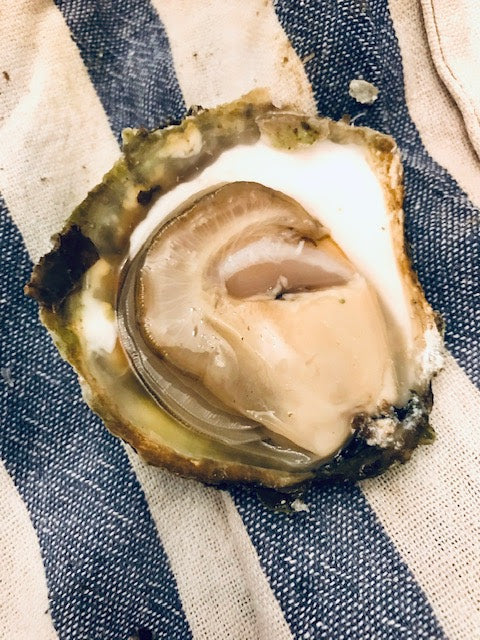Wylde about.....Oysters.