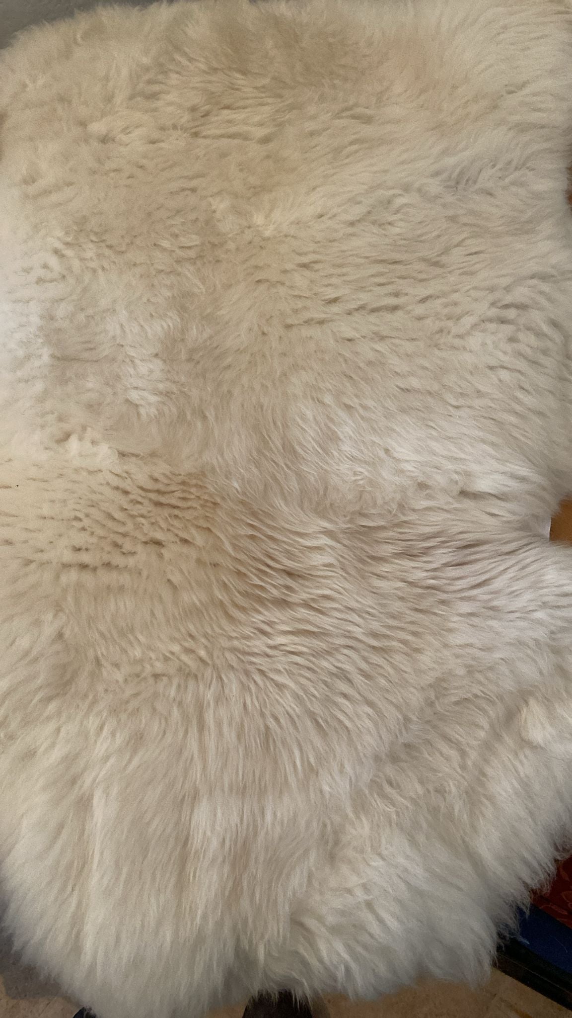 Organic Poll Dorset sheepskin