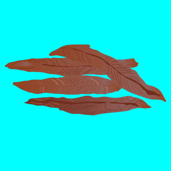 Cantabrian anchovy fillets