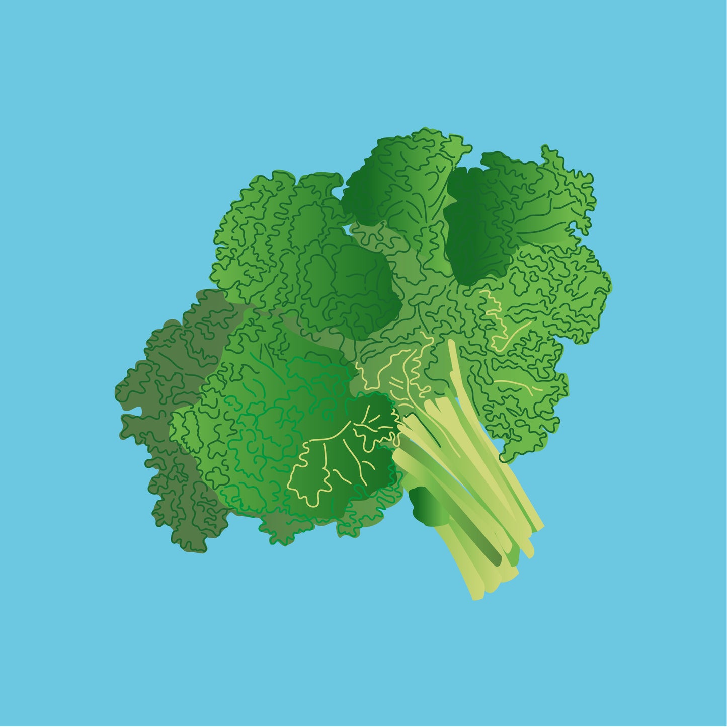 Biodynamic organic green kale