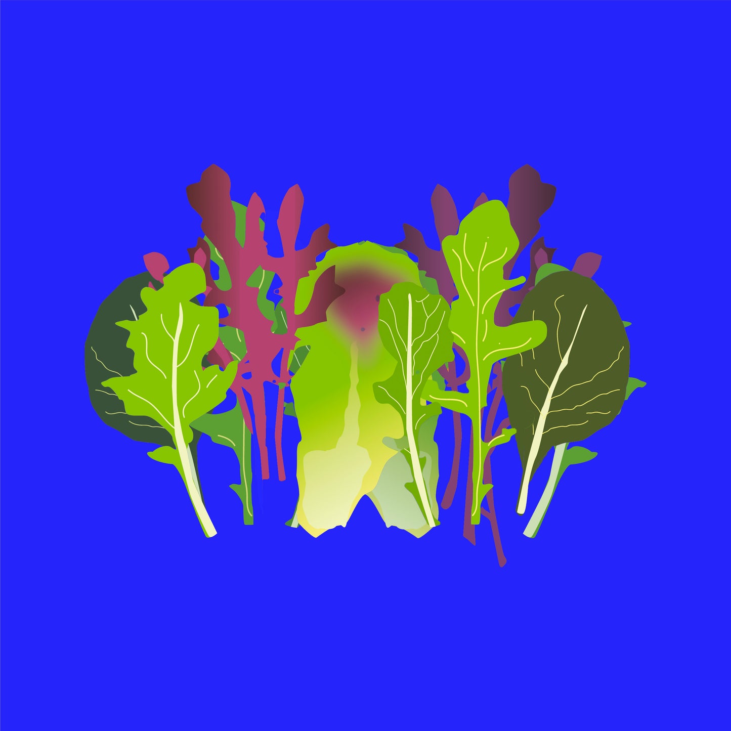 Organic mixed lettuce leaves