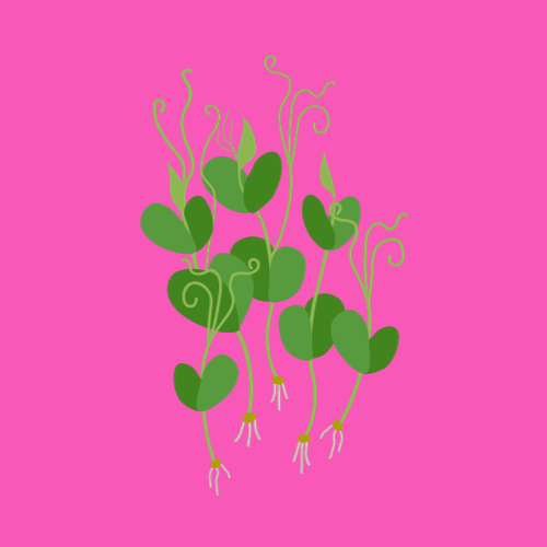 Biodynamic Organic Pea Shoots