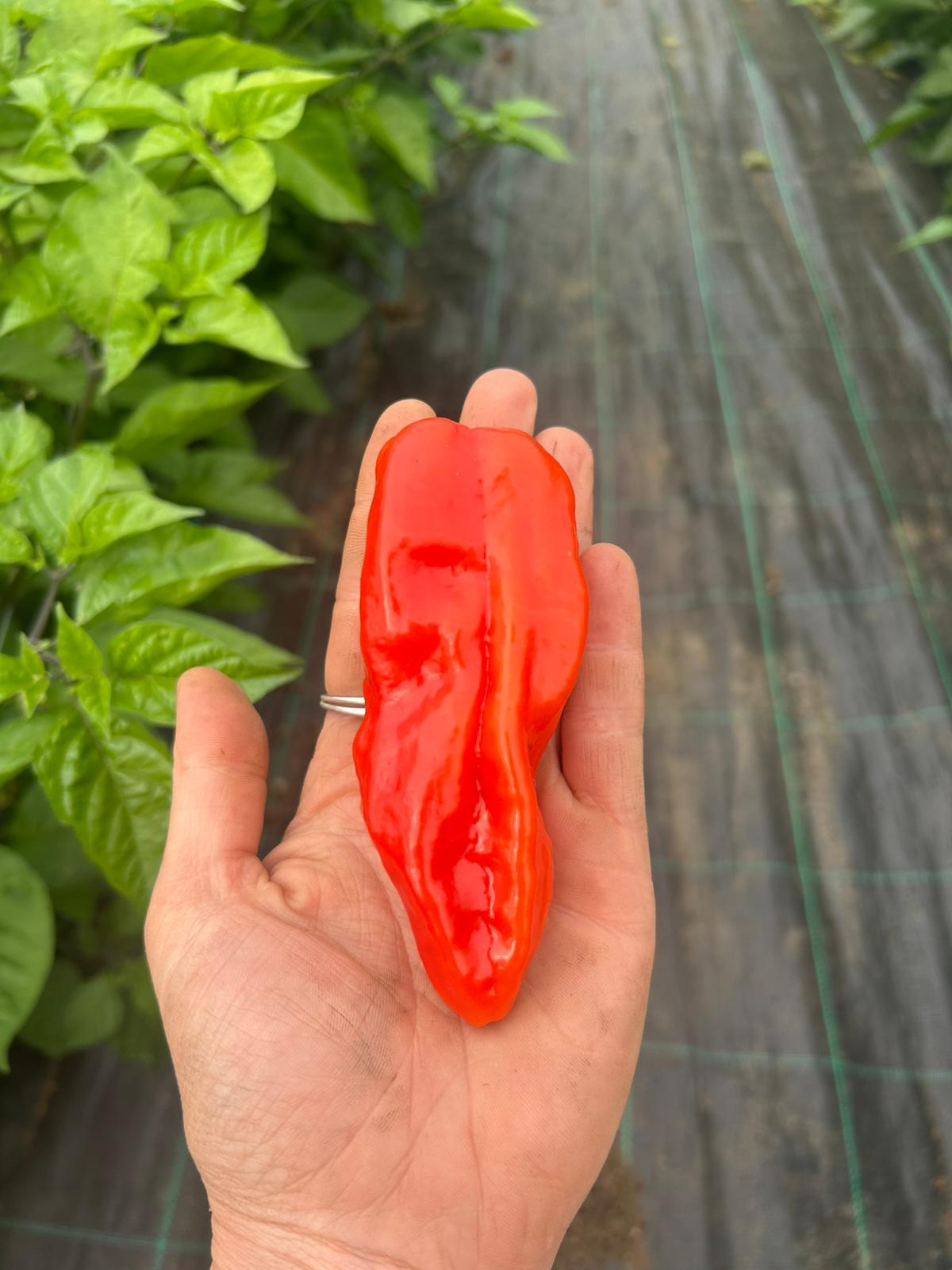 Biodynamic organic Roulette chilli peppers