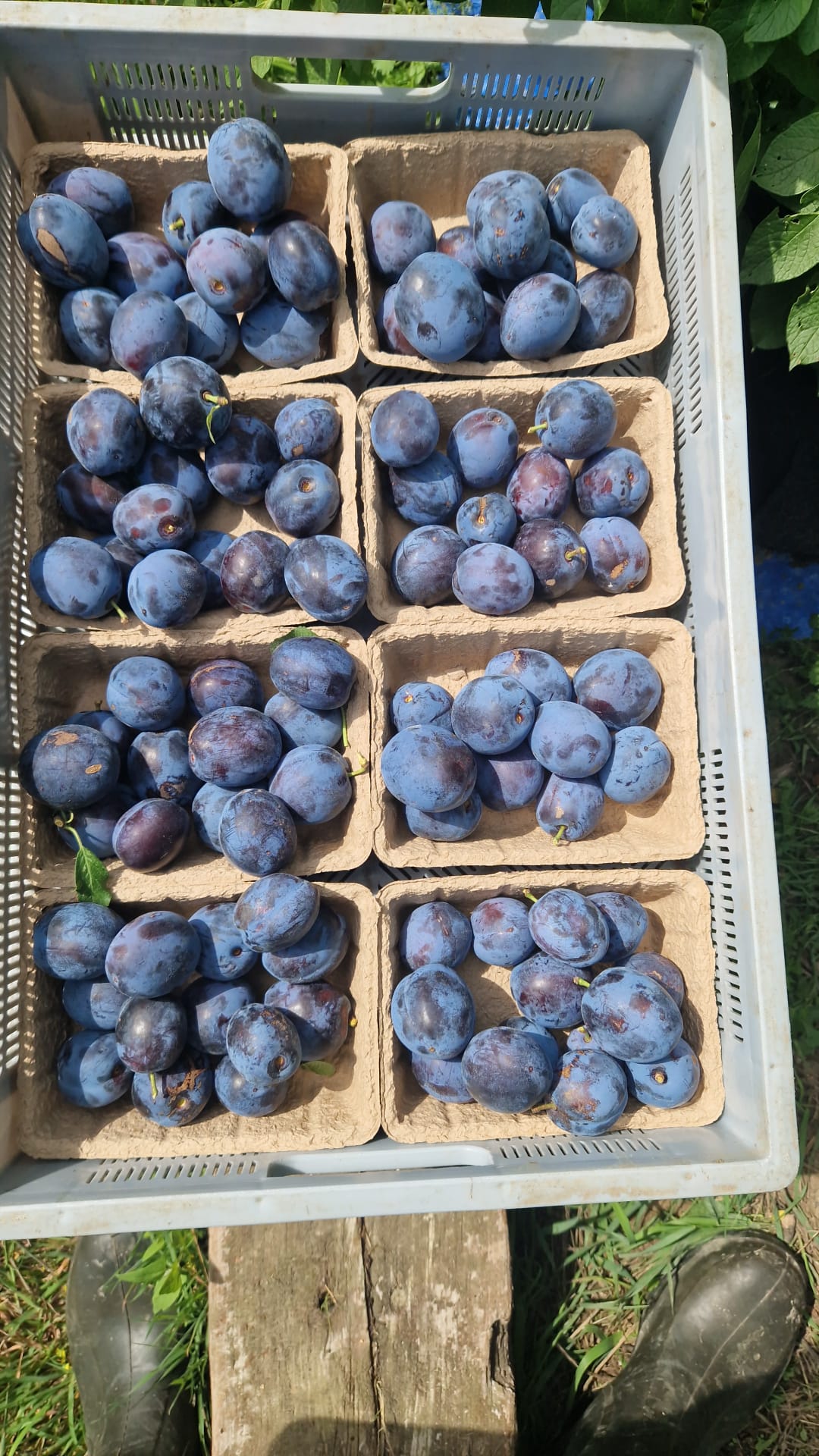 Biodynamic organic baking plums