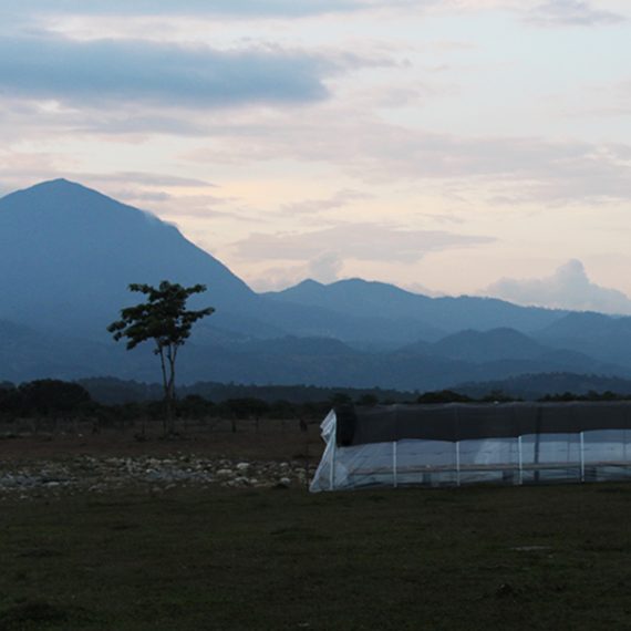 Organic Honduran ground coffee