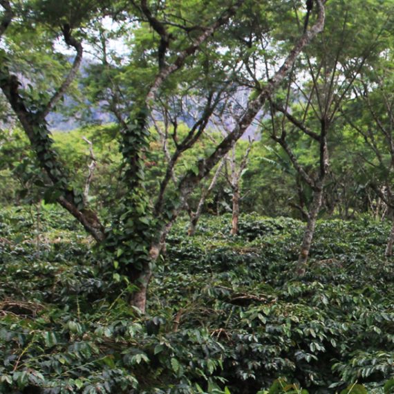 Organic Papuan coffee beans