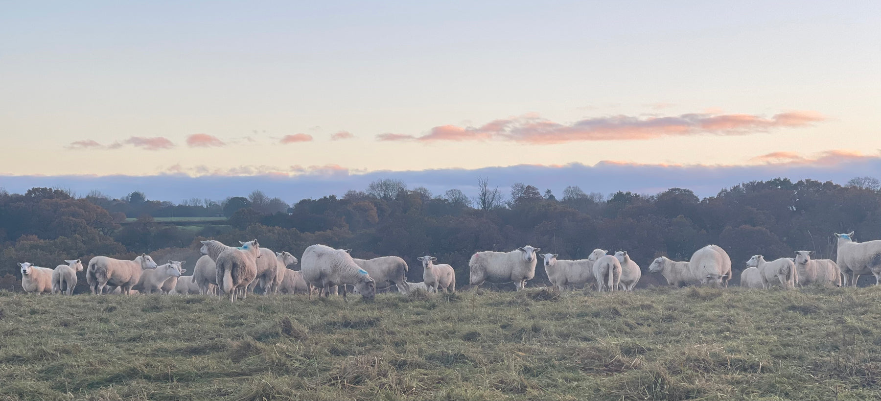 Wylde about....Mutton.