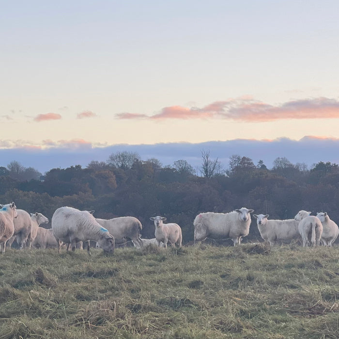 Wylde about....Mutton.