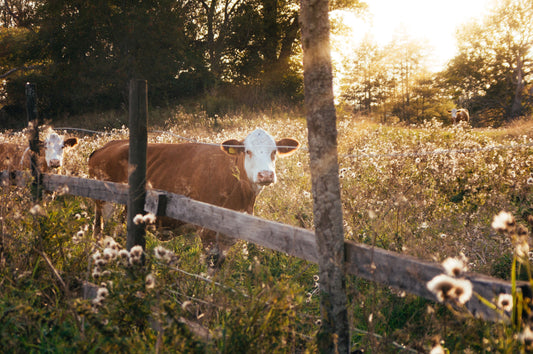 Is pasture fed beef better for you?