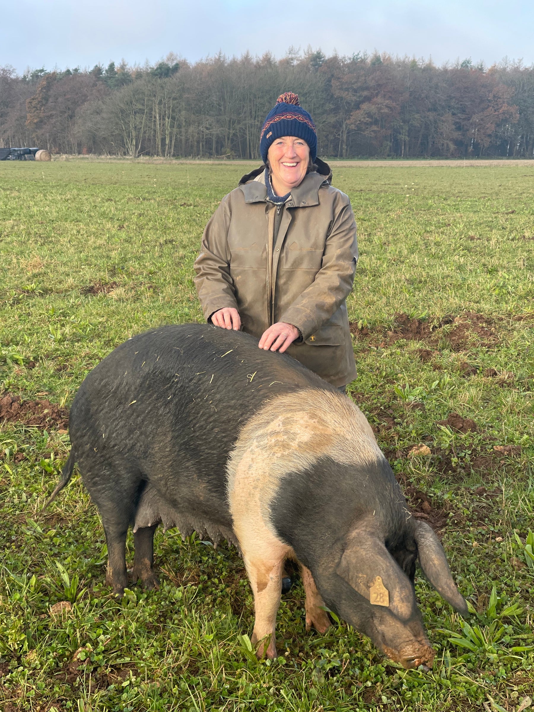 Wylde about....Pigs.