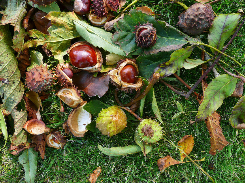 Wylde about….Ella’s Conker Collection.