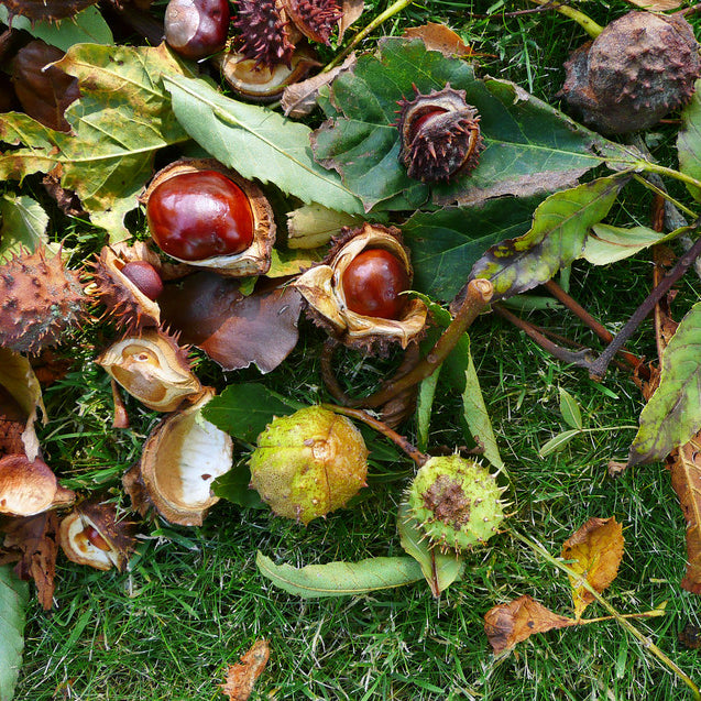 Wylde about….Ella’s Conker Collection.