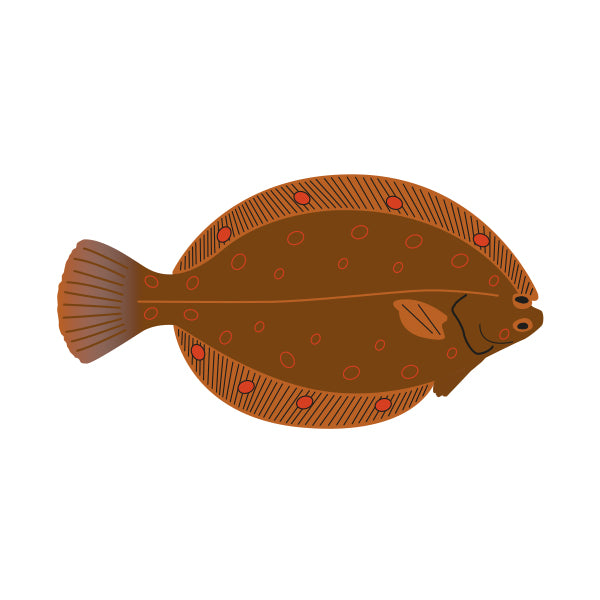 Filleting Flat Fish.