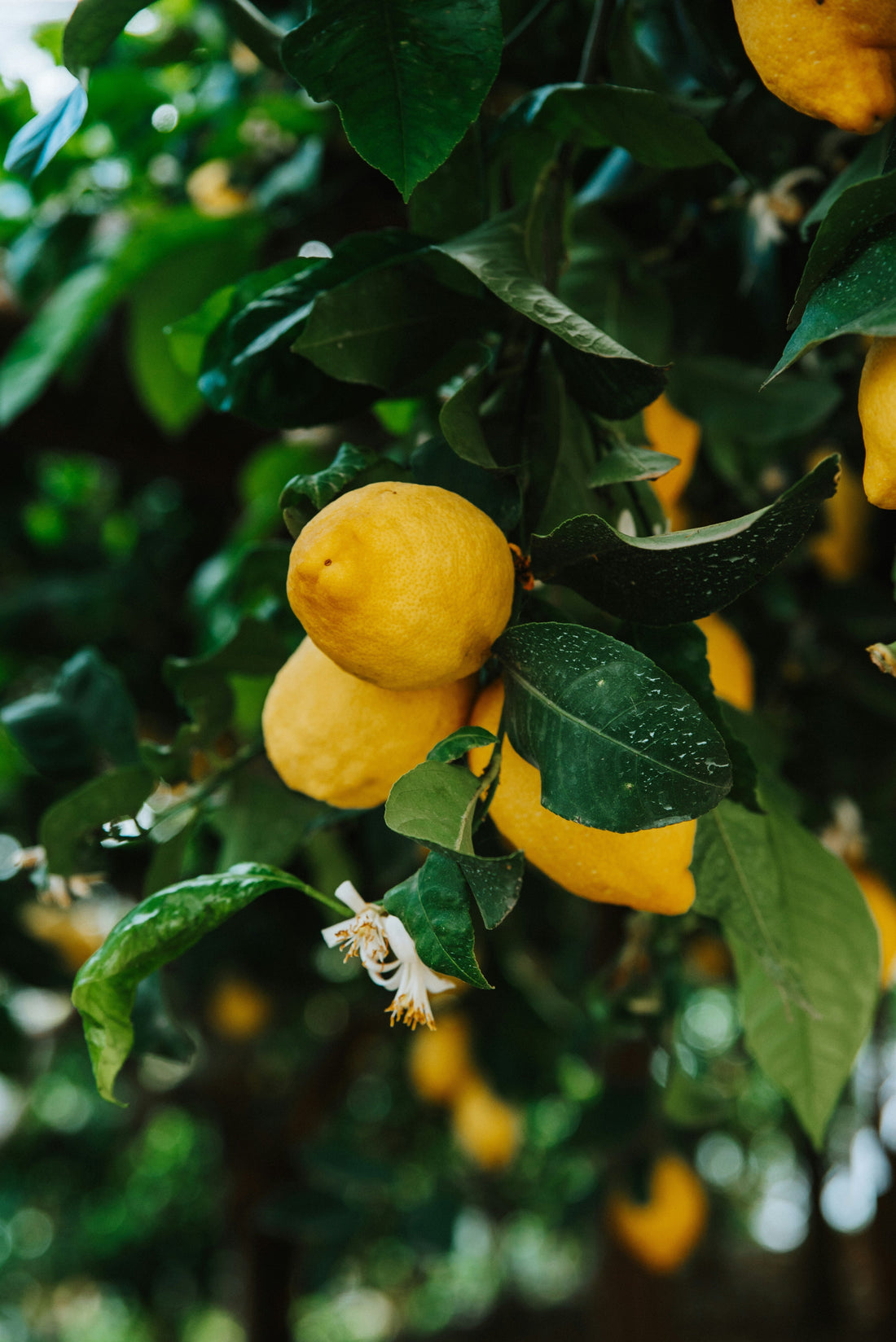 Wylde about….Lemons.