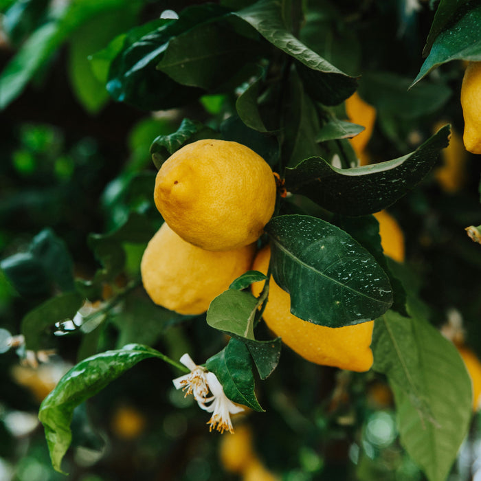Wylde about….Lemons.