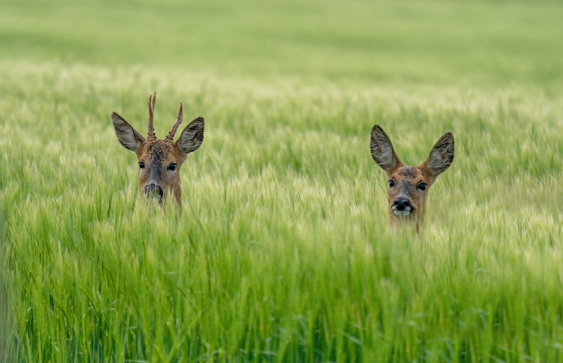 Wylde about....Deer.