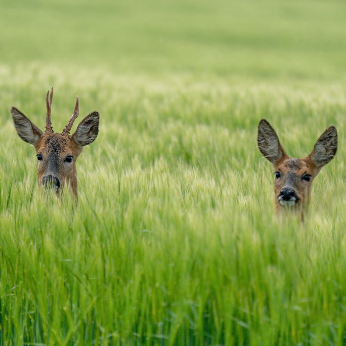 Wylde about....Deer.