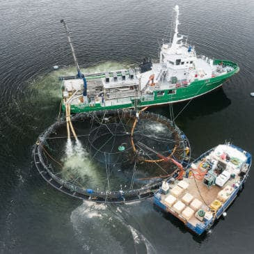 Wylde about....Farmed Salmon.