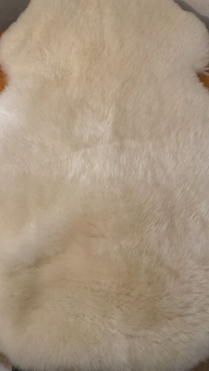 Organic Poll Dorset sheepskin