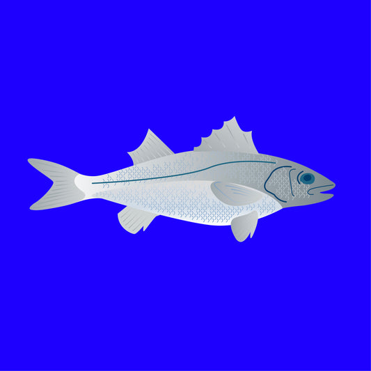 Line caught wild bass
