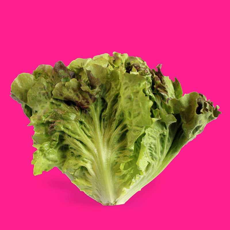 Organic Batavia lettuce