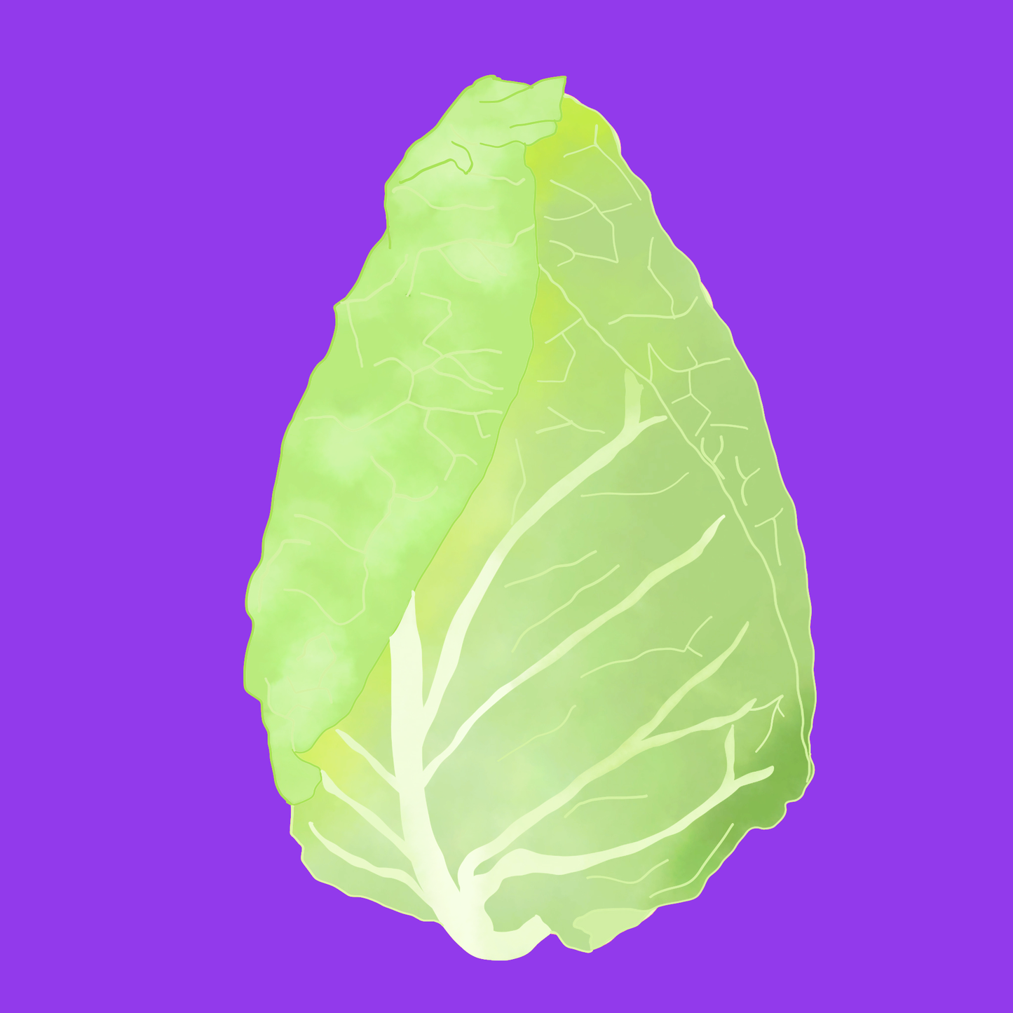 Organic hispi cabbage