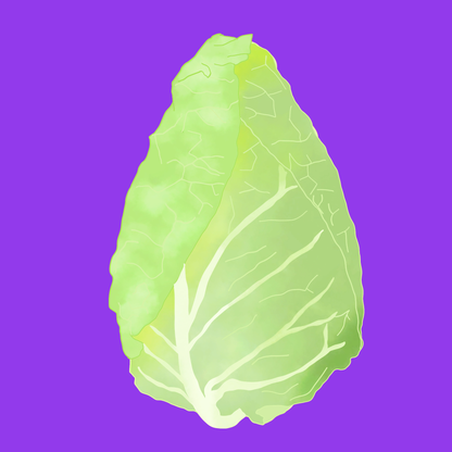 Organic hispi cabbage