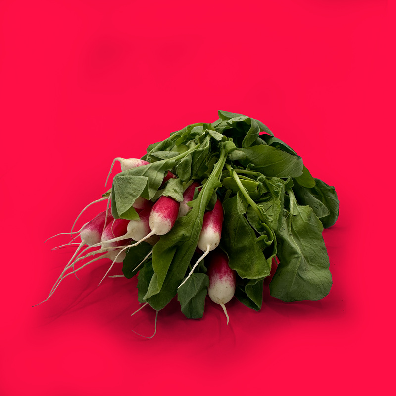 Organic breakfast radish