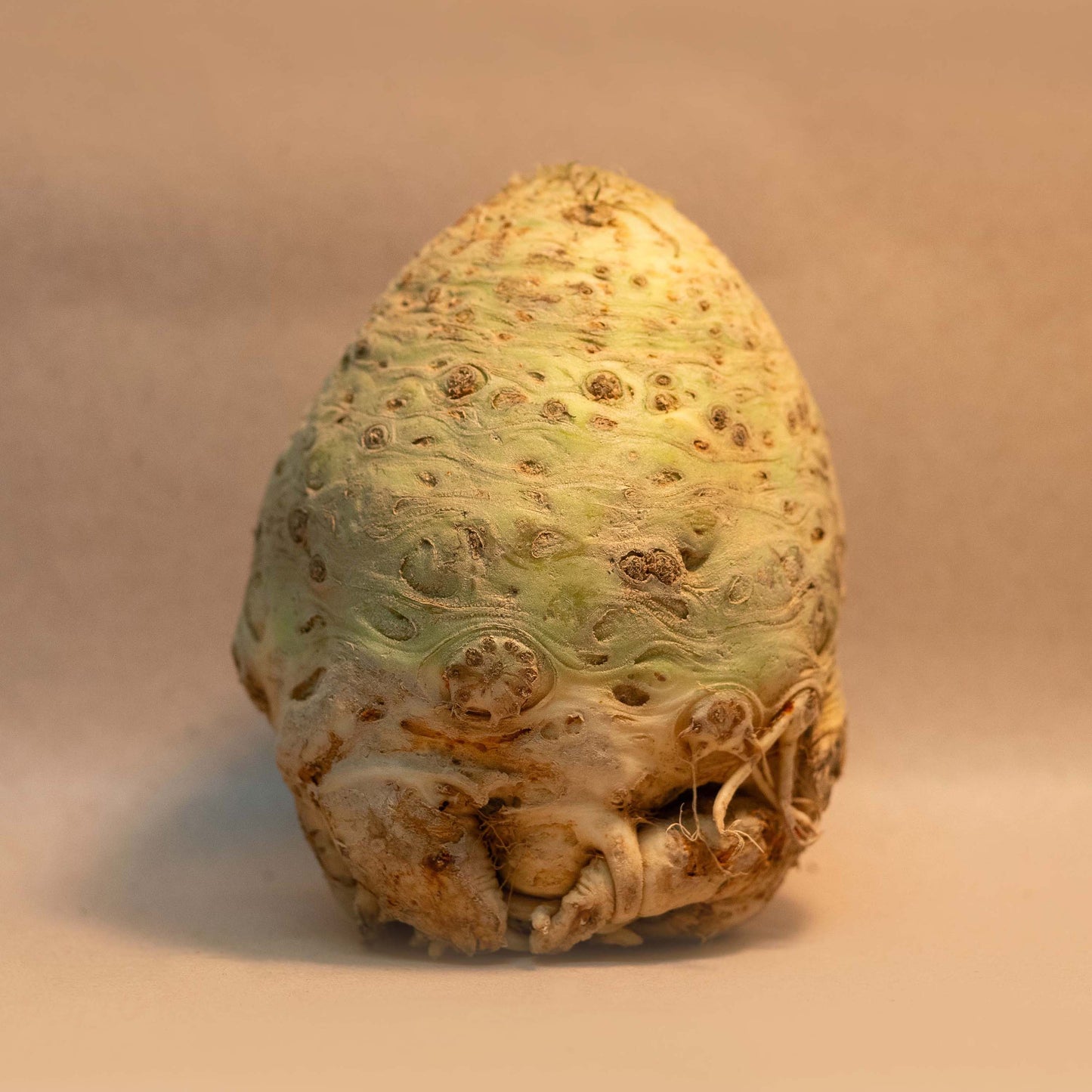 Biodynamic organic celeriac