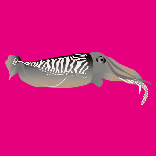 Wild Cuttlefish