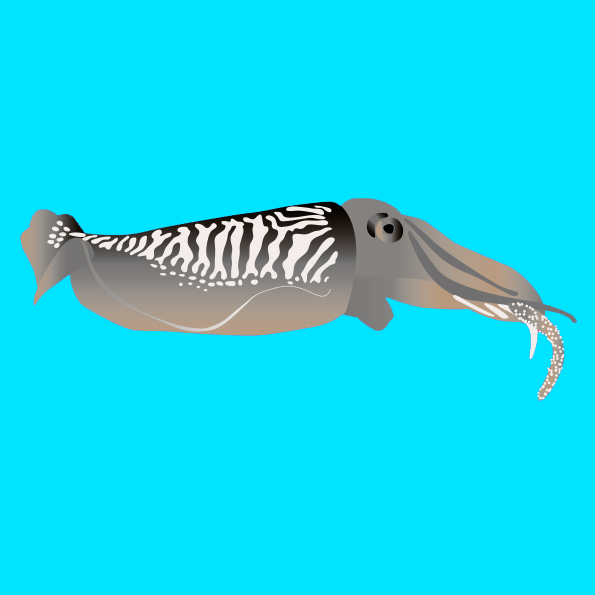 Frozen wild cuttlefish
