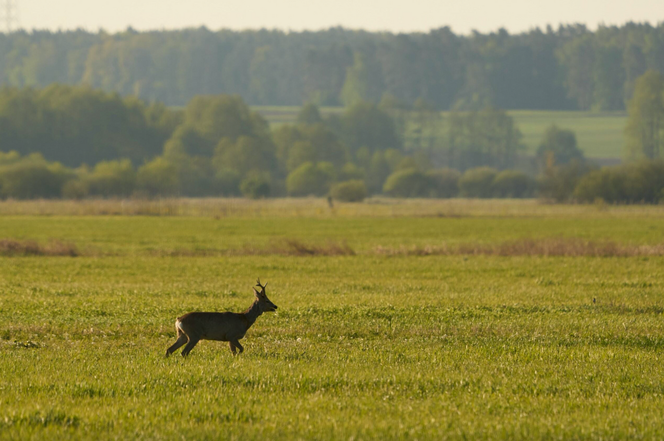 Wild deer walking through open green field with trees in the background.