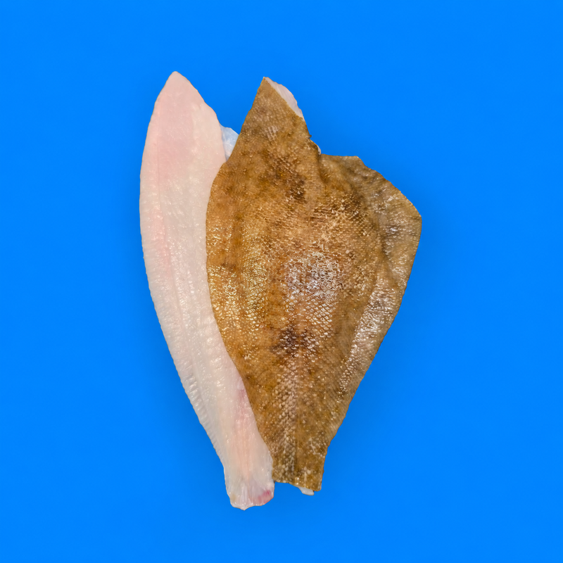 Wild dab fillets