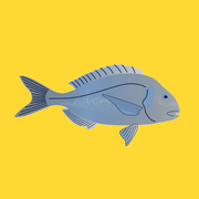 Frozen line-caught wild black bream, whole fish with silvery scales and firm flesh.
