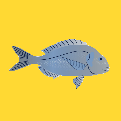 Frozen line-caught wild black bream, whole fish with silvery scales and firm flesh.