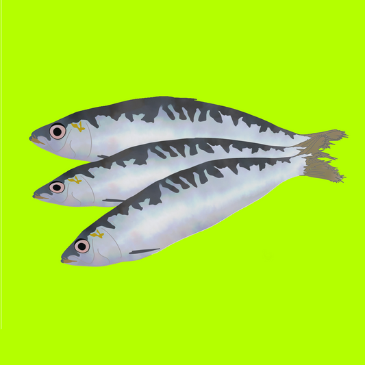 Frozen wild sardines