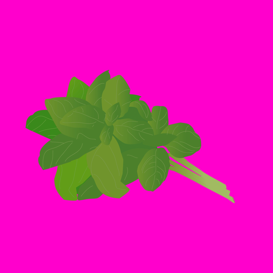 Biodynamic organic Thai sweet leaf basil