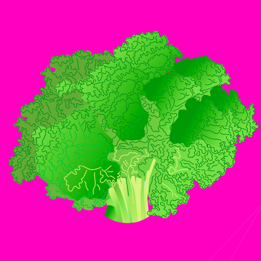 Organic Batavia lettuce