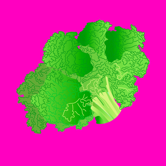 Organic green lettuce