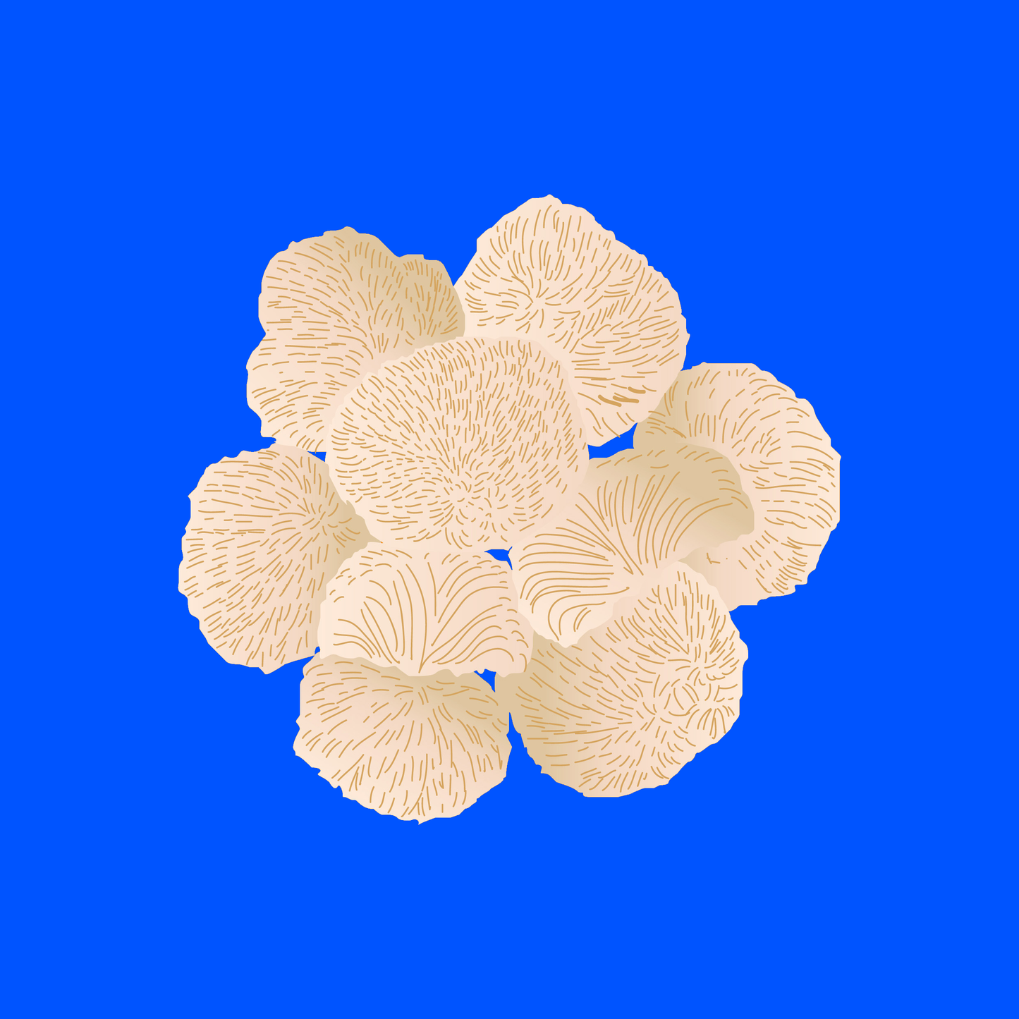 Organic lion's mane mushrooms