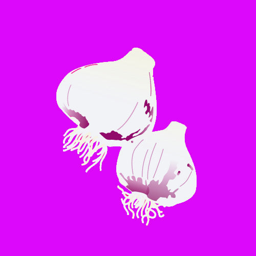 Illustration of garlic, whole bulbs with papery skin and fresh cloves.