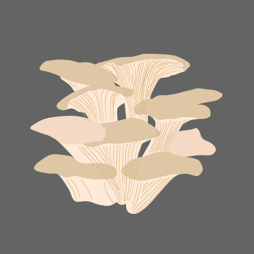 Organic Grey Oyster Mushrooms