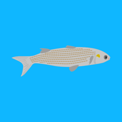 Frozen wild grey mullet