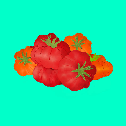 Illustration of heritage tomatoes, colourful ribbed tomatoes in red and orange tones.