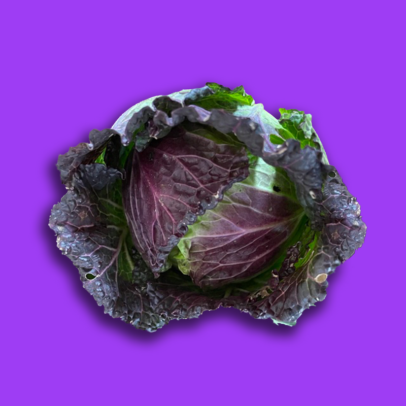 Organic January king cabbage
