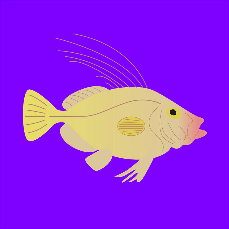 Frozen wild John Dory fillets