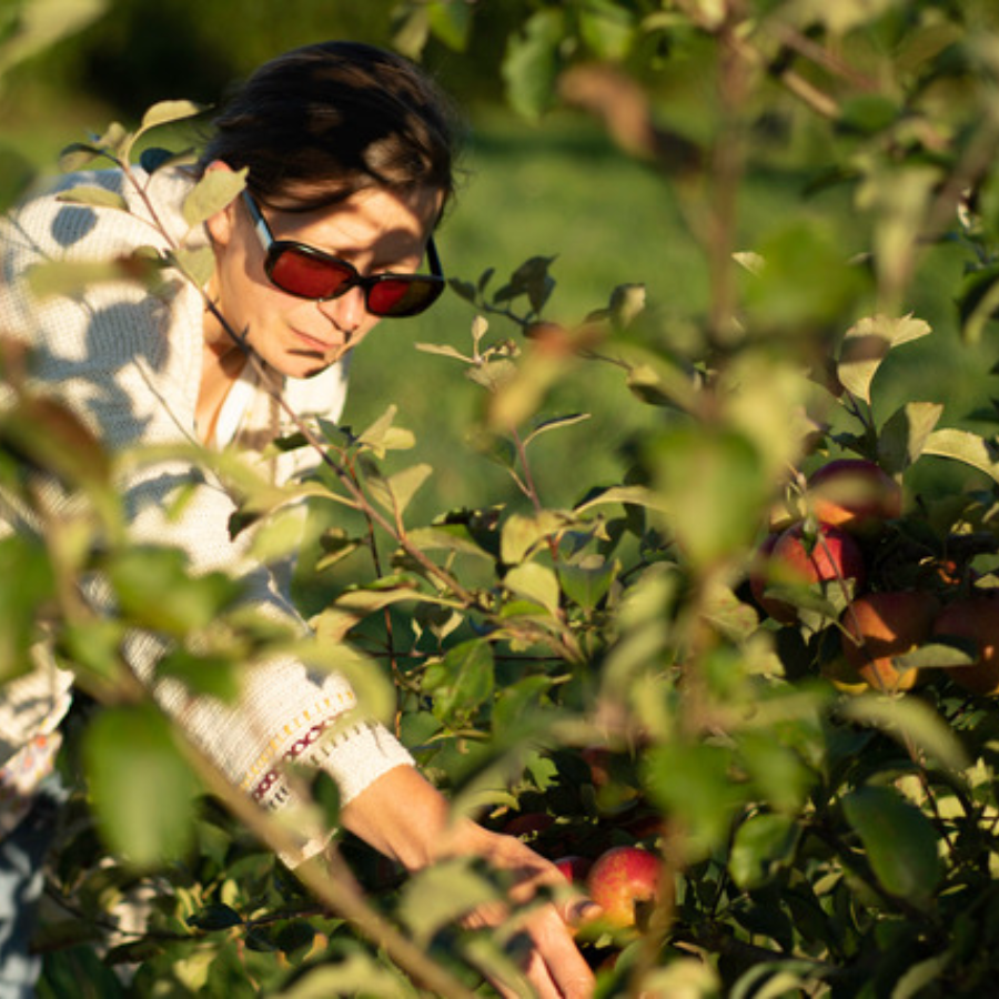 Apple shreds