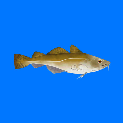 Fish on a blue background
